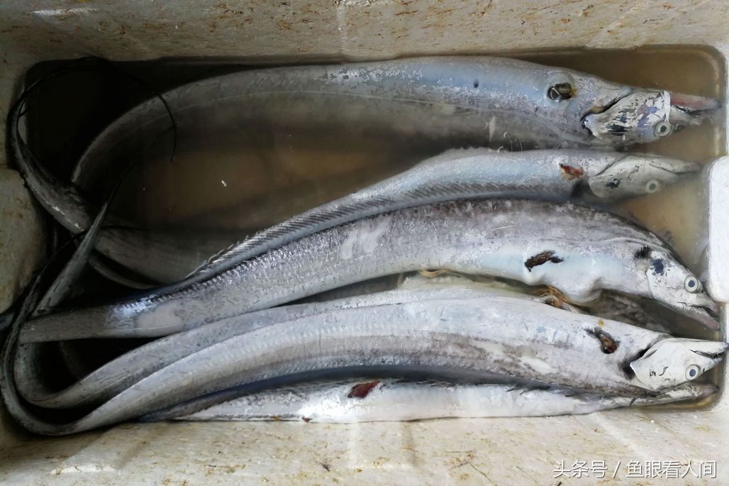 临近开渔 海鲜市场大鲳鱼、带鱼140元一斤 新