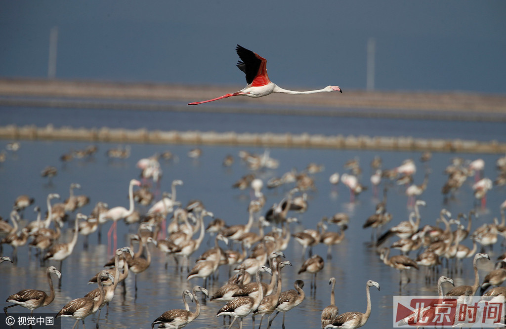 迁徙一般在晚上进行，在白天时则以很高的飞行高度飞行，目的都在于避开猛禽类的袭击。