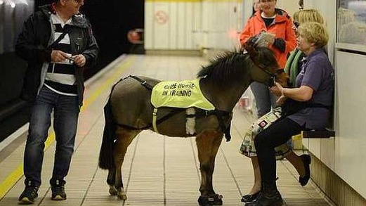 英国地铁现新客 首匹导盲马准备上岗 英国地铁现新客 首匹导盲马准备上岗