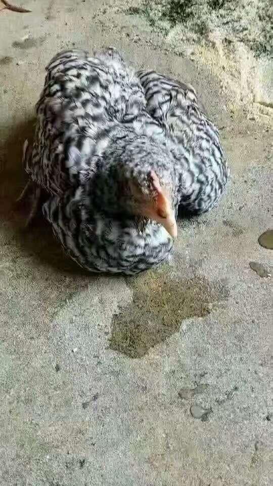 老百姓口中说的鸡瘟,如何防控治疗,这里有小窍