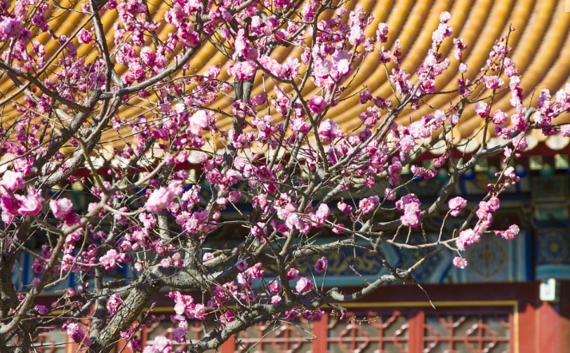 3月22日报道，3月21日，春分时节，阳光明媚，北京中山公园里梅红柳绿，春意盎然，吸引游人纷纷驻足拍照。
