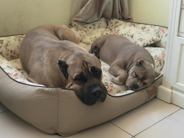 宠族系列之美国恶霸犬,大号奥利佛