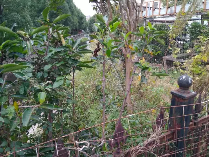 市民举报官员邻居违建 举报期间家中遭钢珠弹袭击 市民举报官员邻居违建 举报期间家中遭钢珠弹袭击