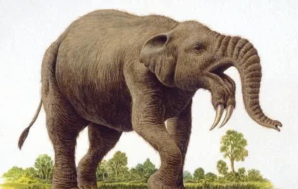 远古稀奇古怪的象种,有的象牙能长达34米,几乎与它的身体一般长
