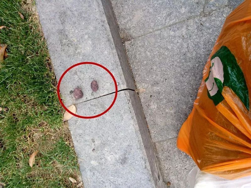 太可怜!狗狗下楼遛了一圈后,舌头发紫,全身抽搐