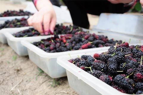 超市里卖的桑葚,里面到底有没有虫子呢?今天算