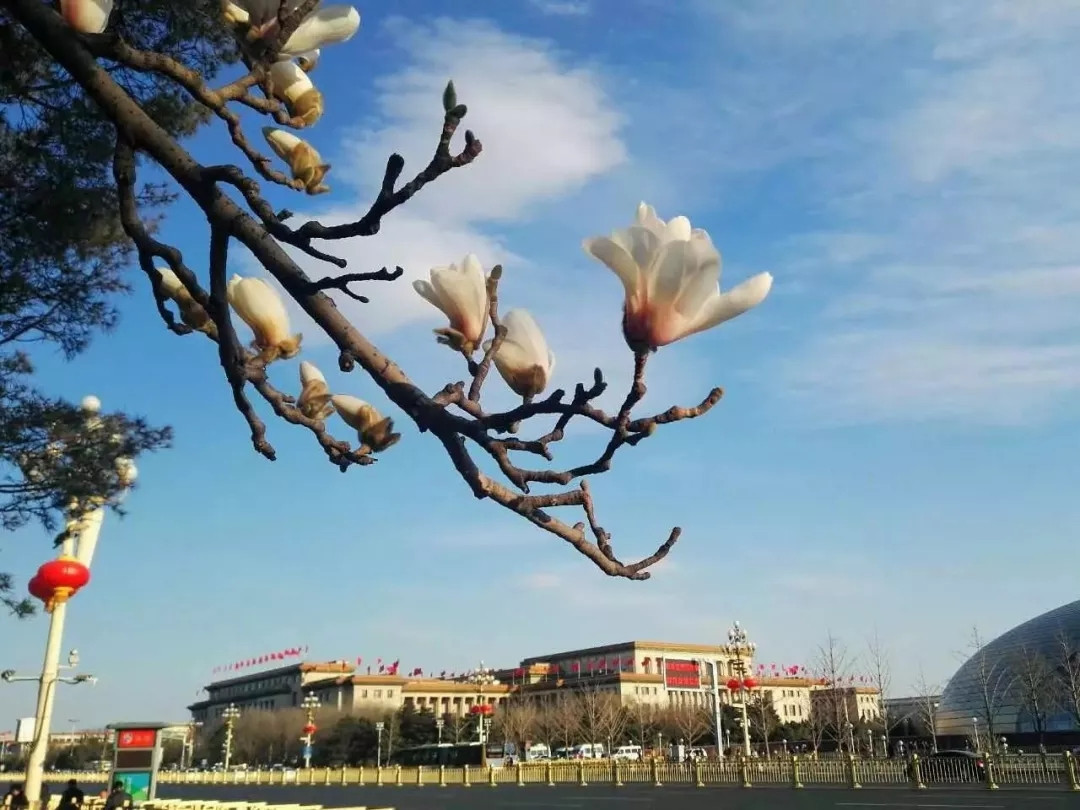 这可能是北京赏花“最强攻略”，收好不谢！