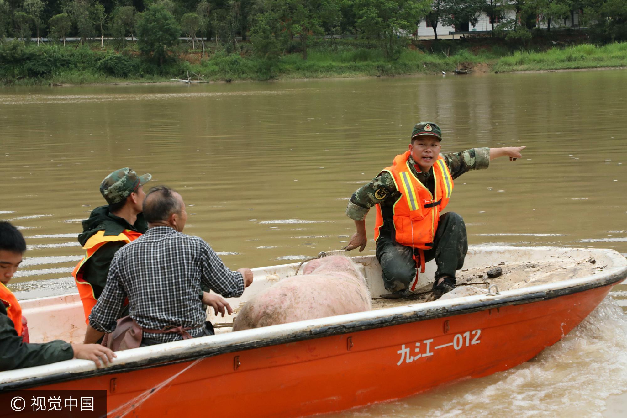 这两天雨停后，老人驾着自家的小船沿着修河下游试着寻找，没想到在一处狭窄湿滑的河边竟然发现了自己家的一头大母猪，发现时母猪浑身被树枝刮伤，它用嘴拱地，在怪石嶙峋的河边为自己刨了一块安生地，真的等来了主人来救下了它。
