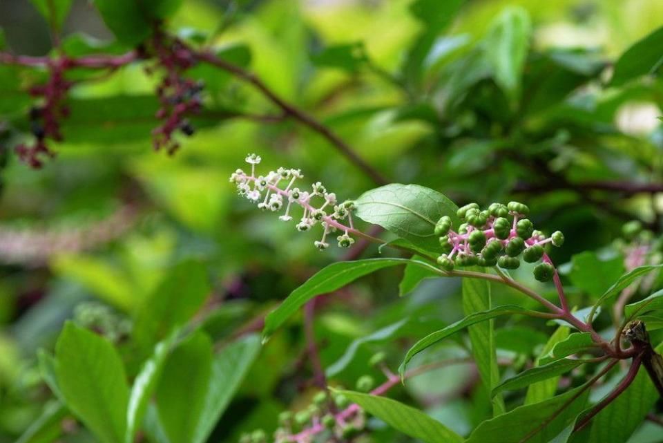 比如石痈,坚硬如石,不作脓的,可以用生商陆根捣烂外敷,药干了再换
