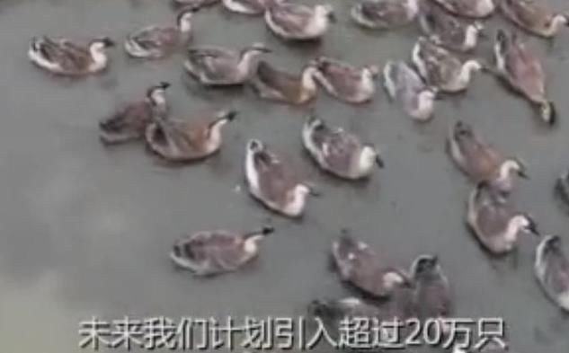 科技大佬争当农民:丁磊马云养猪,刘强东养牛,而