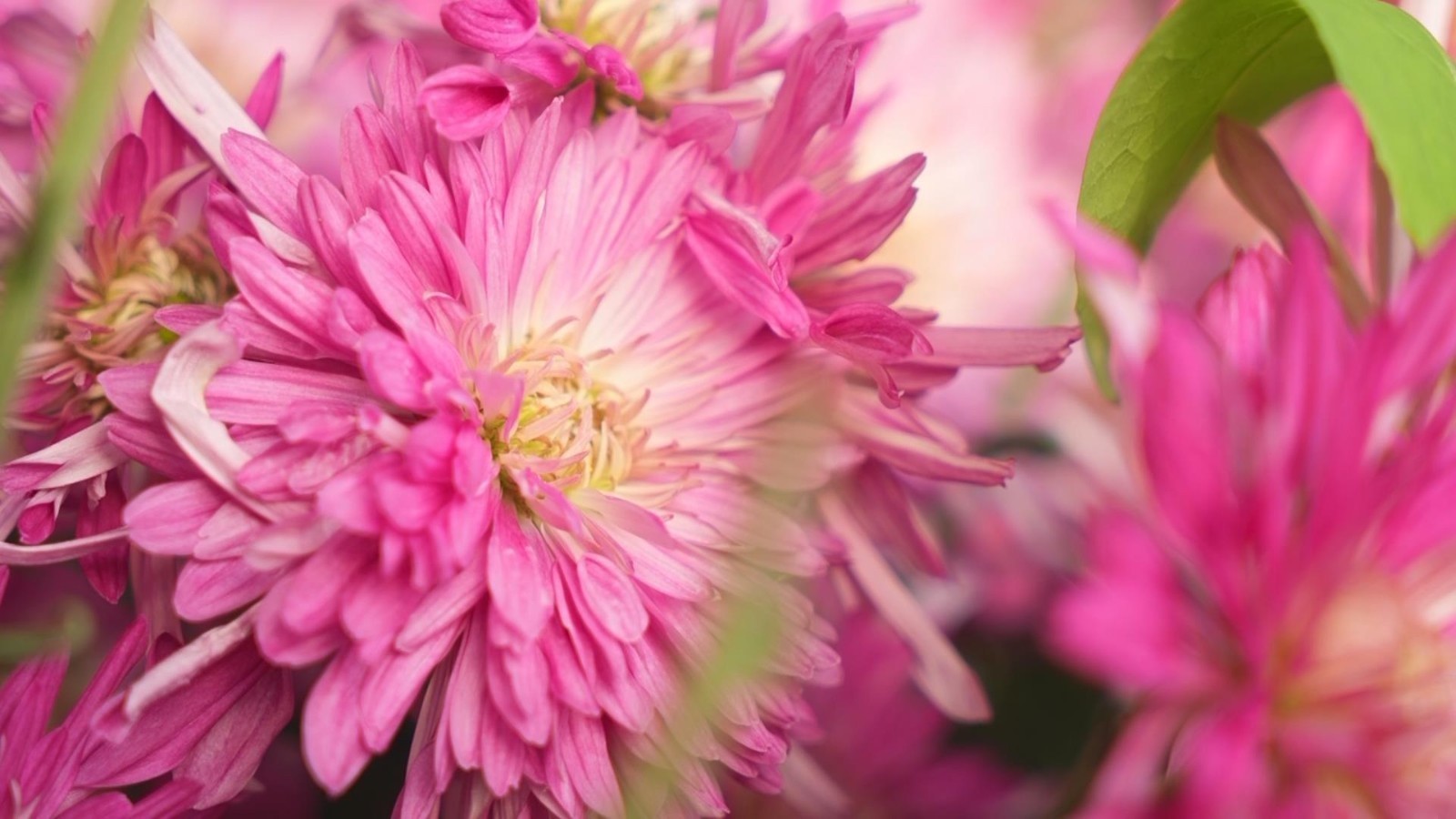 秋季不限量,采育种植基地食用鲜菊花365天竞相绽放! 秋季不限量,采育种植基地食用鲜菊花365天竞相绽放!