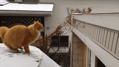 搞笑gif:吃鸡史上最强头盔