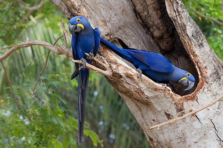 动物界中的"蓝色精灵",中国稀有"蓝虎"成未解谜团