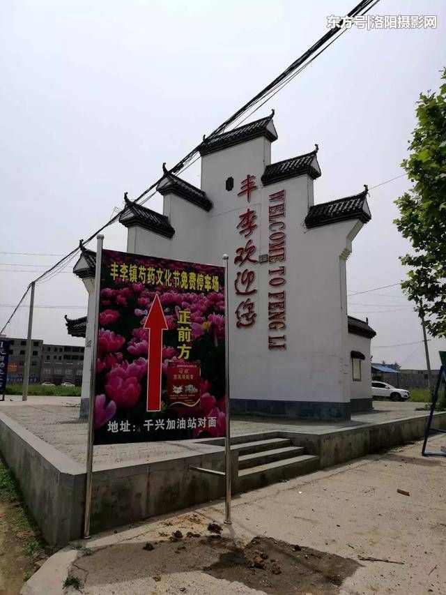 五一天气晴好,洛阳丰李镇千亩芍药已花开成海