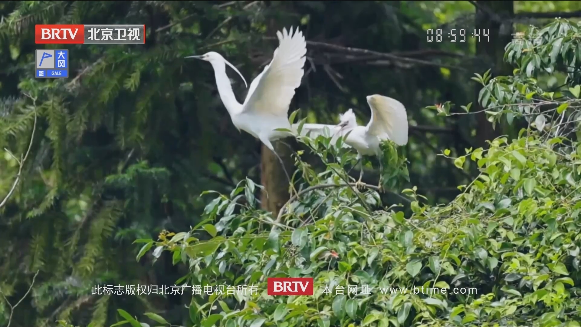 太和鹭鸟种类丰富