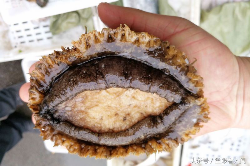 4孔野生大鲍鱼现身海鲜市场 半斤一头 360块钱
