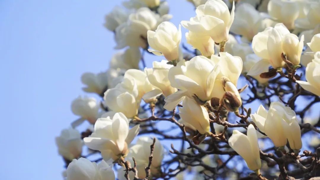 赏花手册!这个春天相约国家植物园 赏花手册!这个春天相约国家植物园