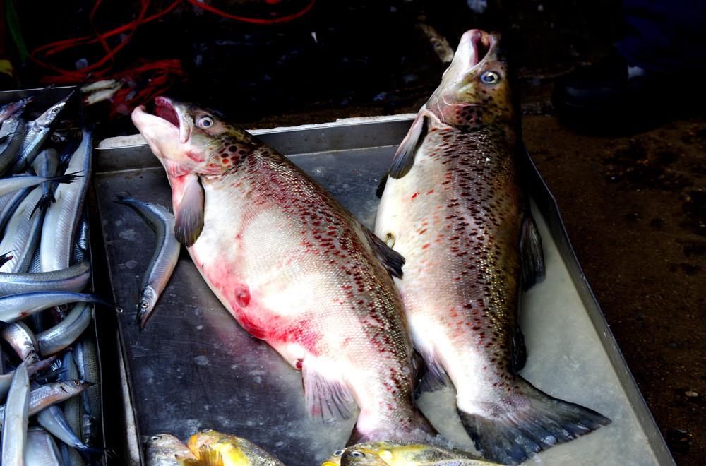 冬日的海鲜市场,带籽的大马哈鱼很诱人,淡水鱼