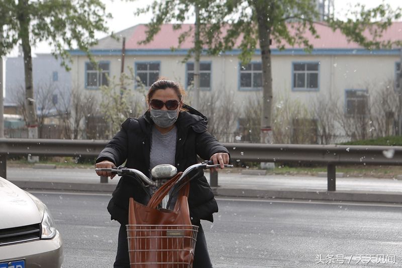 杨柳春季开花漫天飘絮让人抓狂,该不该更换树