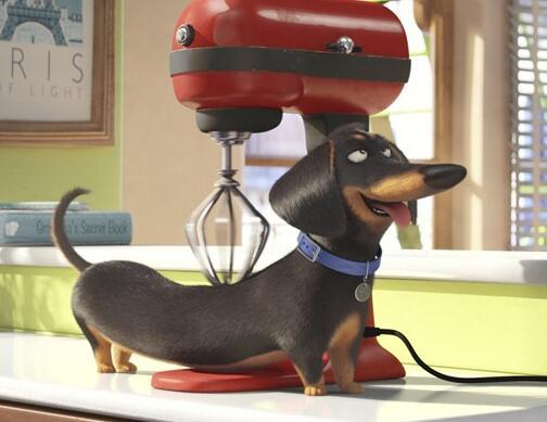 腊肠犬(Dachshund)是一种短腿,长身的猎犬。其名源于德国,原意“獾狗”。此品种被发展为嗅猎,追踪,及捕杀獾类及其他穴居的动物.有意思的是,虽然“Dachshund”是一个德语单词,但是它在德国并不常用,德国人通常叫它Dackel或Teckel。原产于德国,现遍及各地。腊肠犬在所有狗种中是比较好养的。因为腊肠犬的天性独立自主,所以照顾起来很容易,主人下达的指令也都会迅速理解遵从。