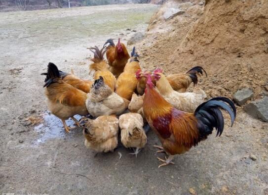 2018年农村有前景的养殖业项目有哪些?