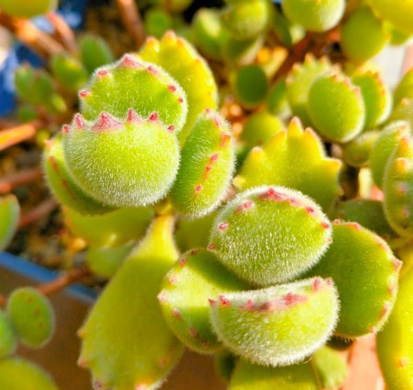 養護多肉植物想不爛根 表土鋪上這種石頭 夏天也能爆盆 雪花新闻