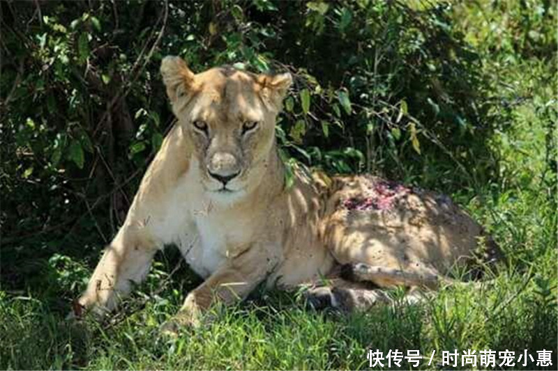 母狮趴在草地上休息,精神不济,靠近后才发现残酷一幕