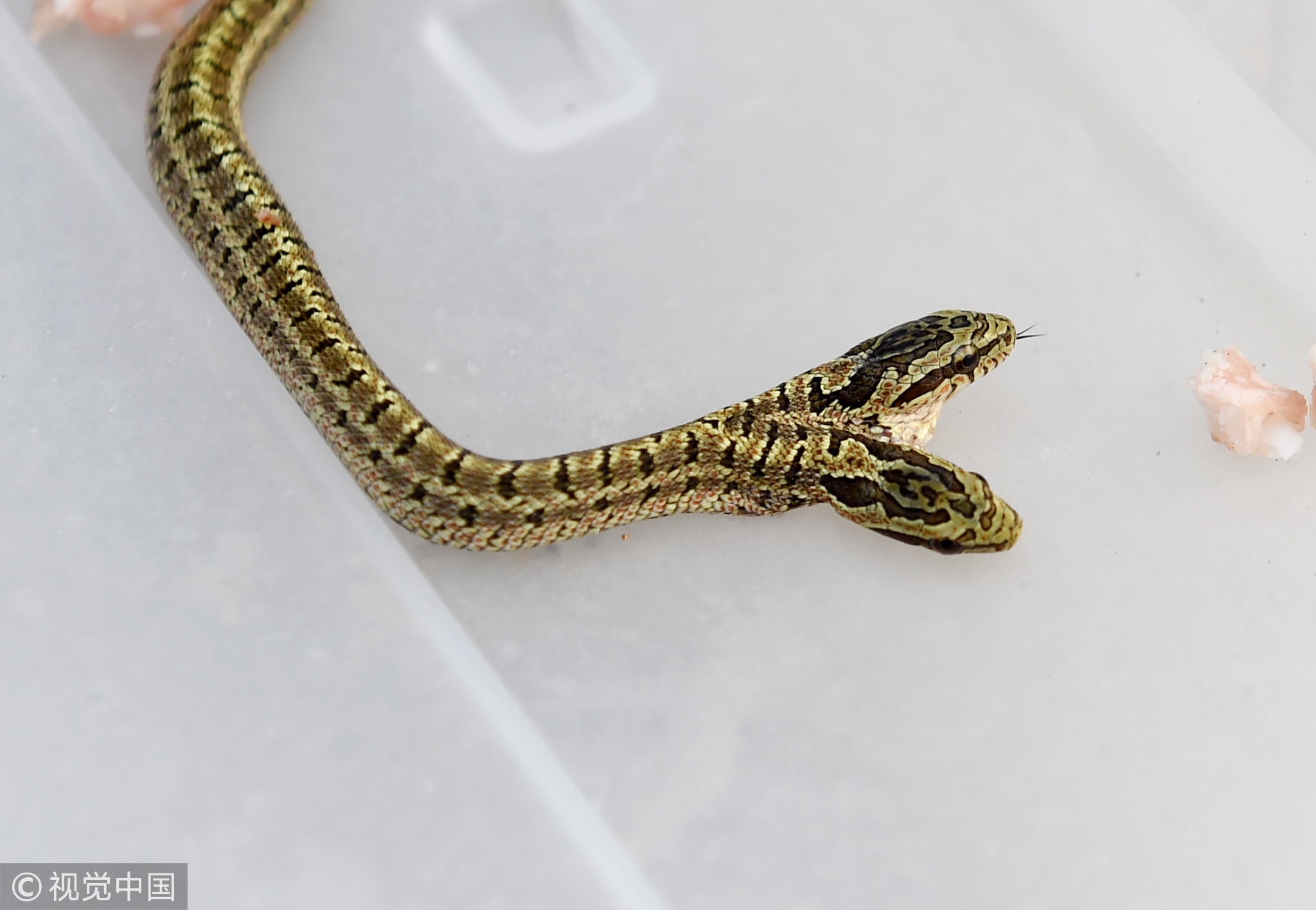 河南洛阳农户家发现双头蛇，专家称疑似基因突变。