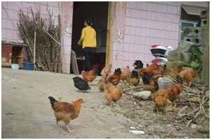 8即将火爆农村的小型创业项目,比外出打工赚的