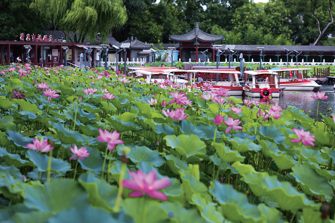 北京最美的季节丨泛舟什刹海 人在画中游_北京时间