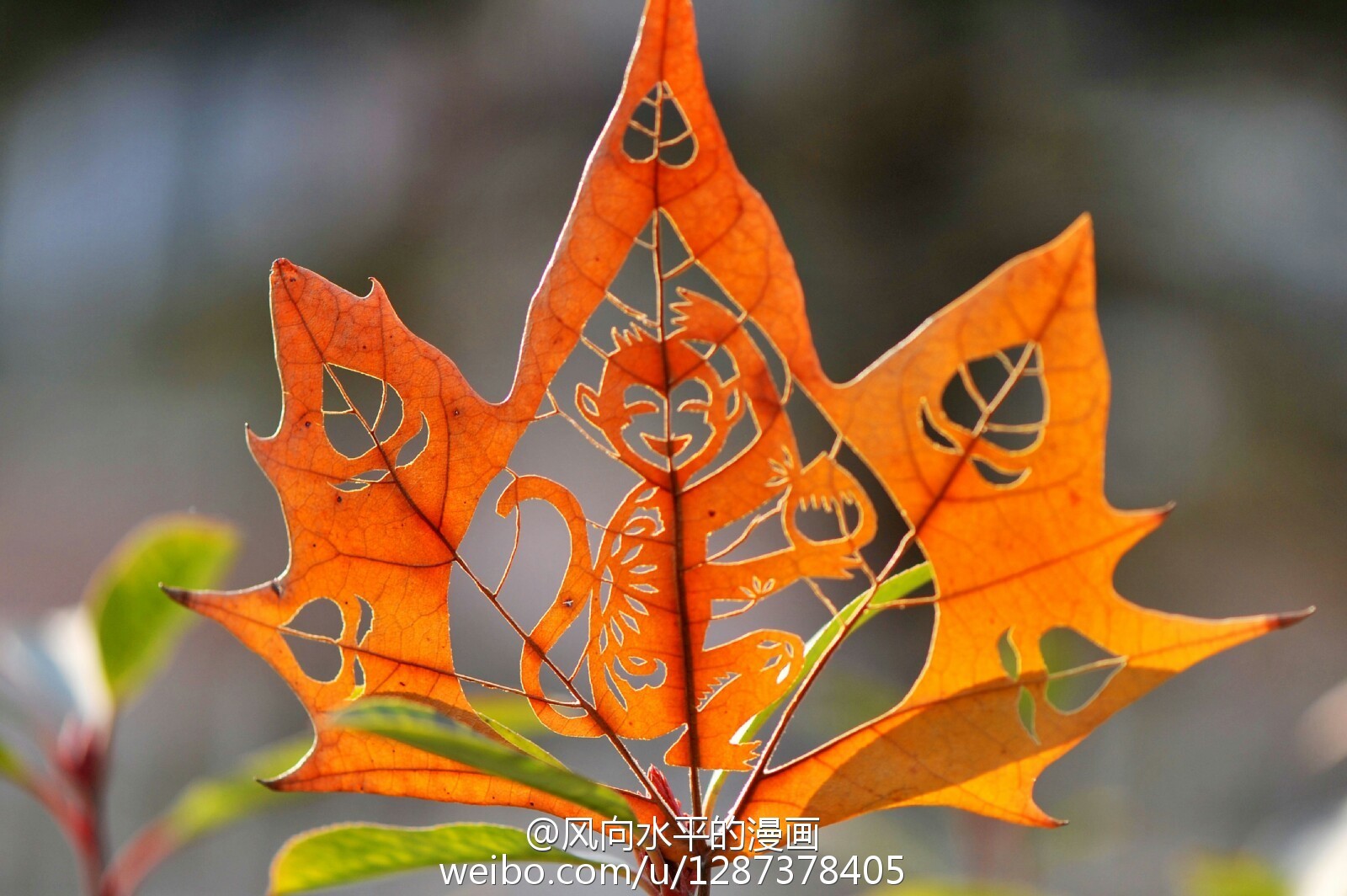 感受一下高手在民间:用树叶镂空"画"的猴子!