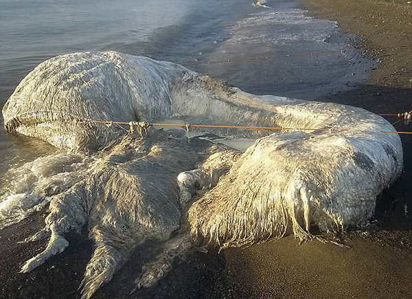 震惊!菲律宾海岸惊现不明巨型海洋生物尸体