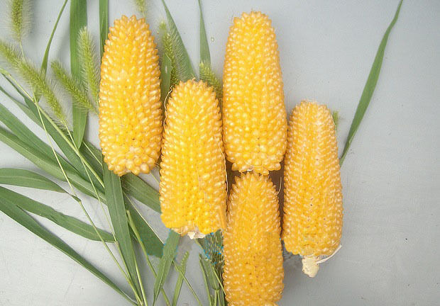 10块钱一斤的玉米,小伙一口气种了100亩,有草