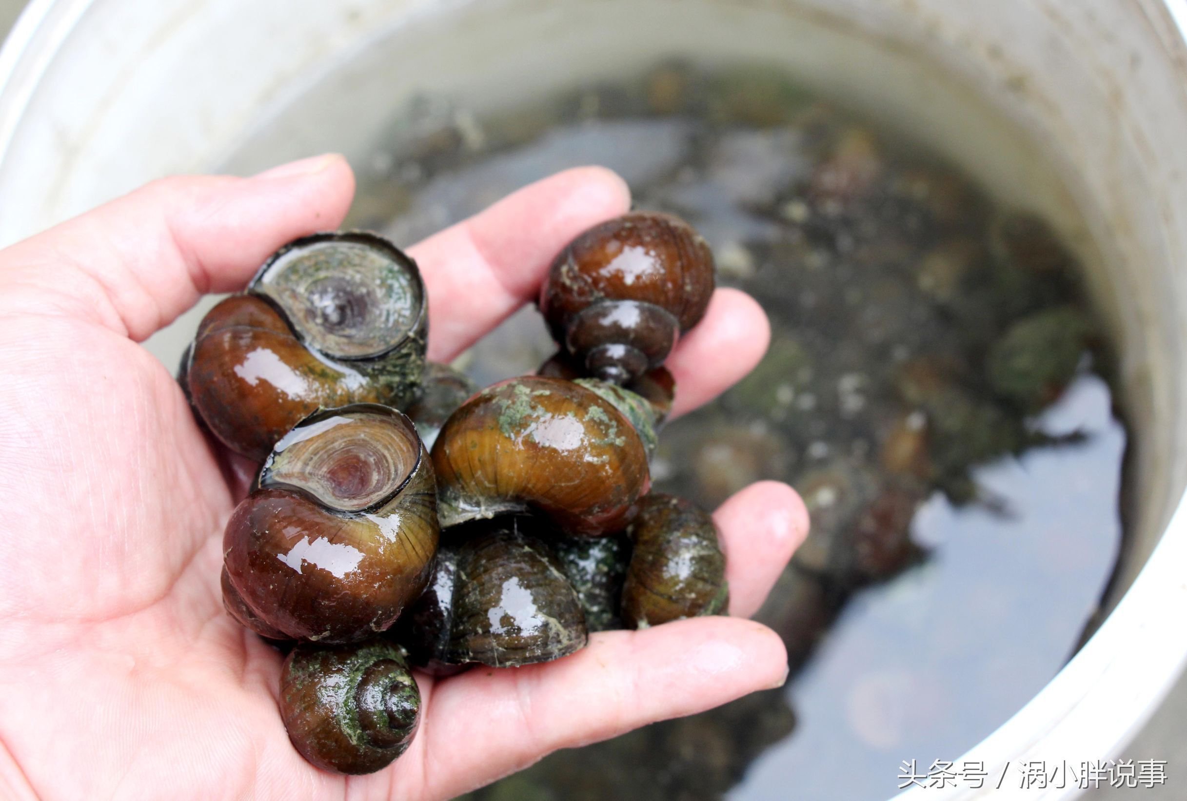 農村河裡的田螺十分多.這是生長在農村河溝裡的田螺.