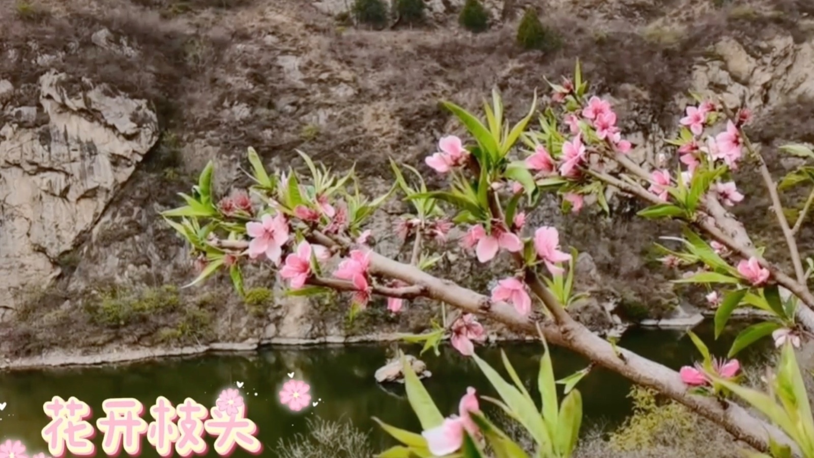 青山碧水映桃花，密云有个隐藏“世外桃源”！