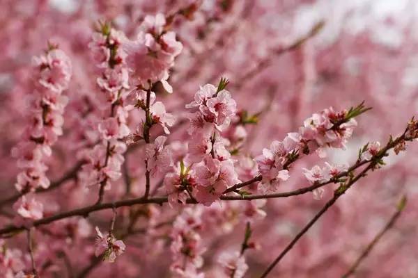 郑大有一棵超级无敌大的山桃花极负盛名,每年都会引来众人的围观.