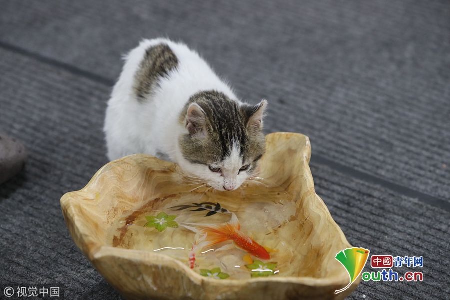 西安大学生创业画鱼气死猫 却交不出四百元房