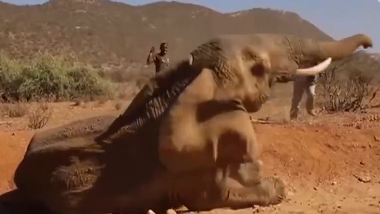 肯尼亚遭遇40年来最严重干旱!超200头大象、500头角马死亡 肯尼亚遭遇40年来最严重干旱!超200头大象、500头角马死亡