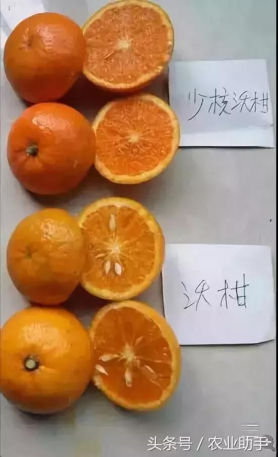 11种火热柑橘品种,谁最有前途?