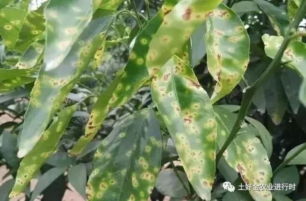 终身带病,防易治难,说的就是柑橘溃疡病!防治势