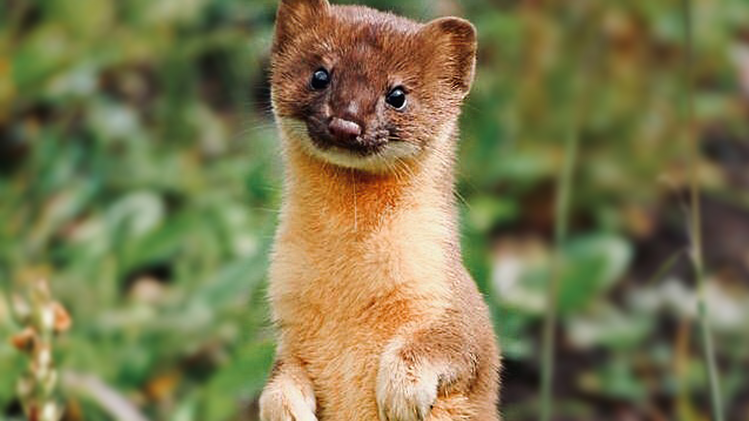 1700年前春节流行送这个?黄鼠狼与鸡的造型 网友称比红包贴心 1700年前春节流行送这个?黄鼠狼与鸡的造型 网友称比红包贴心