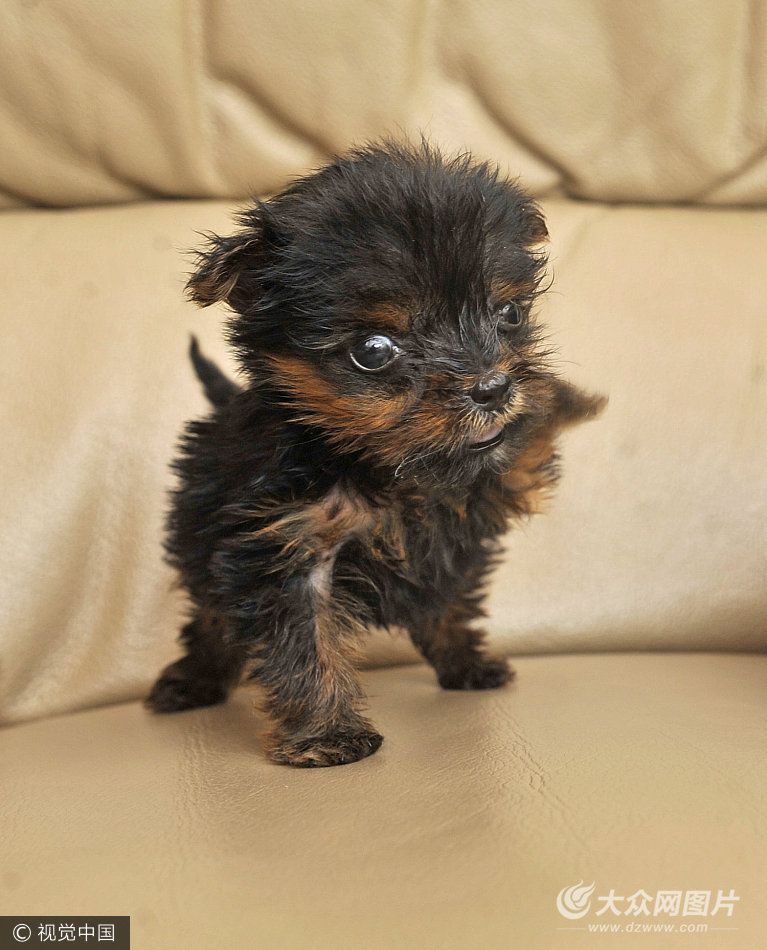 英国最小狗狗仅重71克 刚出生时险夭折