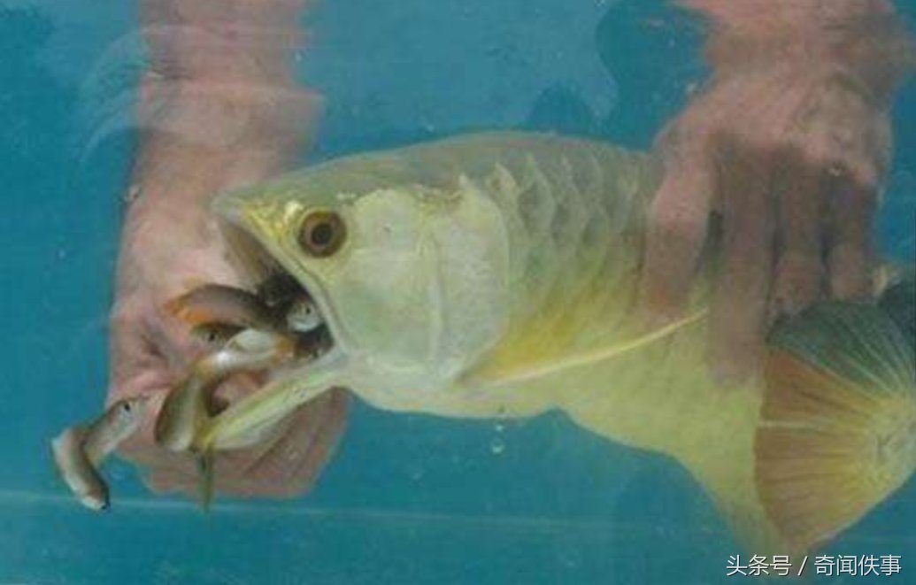 男子买回一条金龙鱼,却意外收获一窝小金龙鱼