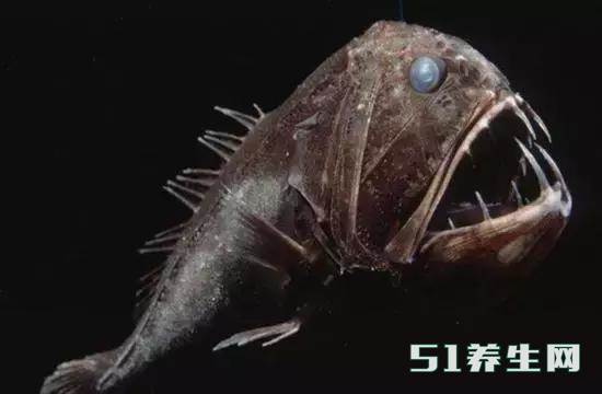 这些奇特的动物,或许你这辈子都见不到 这些奇特的动物,或许你这辈子都见不到