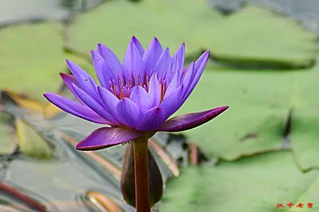 汉中江边惊现紫色睡莲,are you见过?