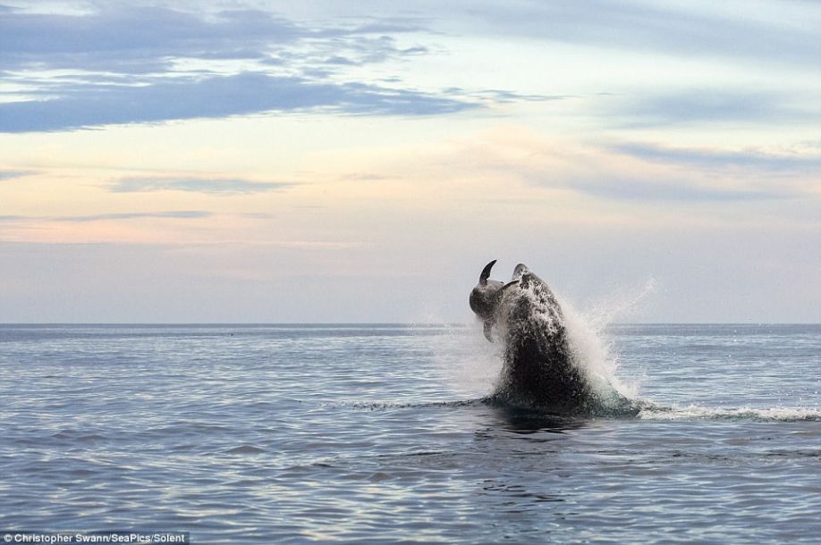 虎鲸跃出水面图片
