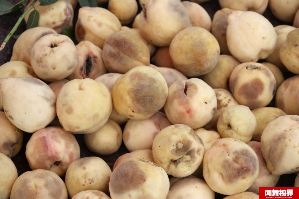 农村鲜桃变腐烂 5毛1斤无人要农民只能含泪倒掉