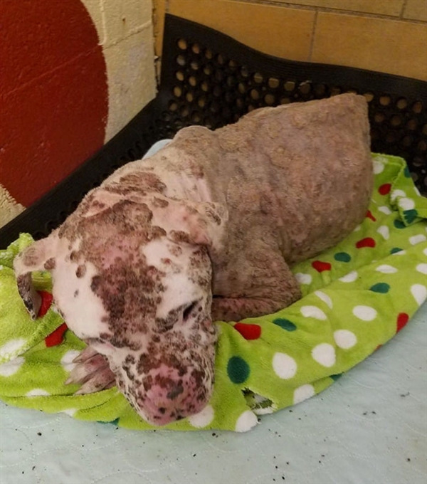 比特犬被1000只蜜蜂蜇后 主人弃之