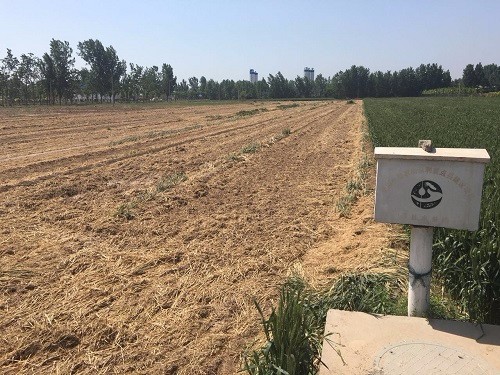 山东莘县朝城镇以租代征毁麦田