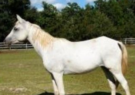 美国佛州一只母马多次遭性侵 嫌疑人竟还想拍照留念